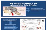 El hipotálamo y la glándula hipófisis