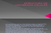 Estructura de Membrana Celular Diapositivas Prepa Clavijero