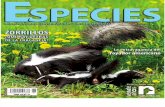 Revista ESPECIES de Naturalia - Rayador americano en Marismas Nacionales