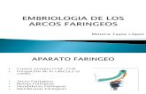 Embriologia de Los Arcos Faringeos Expo