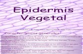 Epidermis Vegetal (2003)