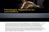 Fisiologia Digestiva en Camelidos 2