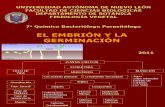 4.- EL EMBRION Y LA GERMINACIÓN
