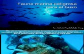 Fauna Marina Peligrosa Para El Buzo