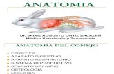 2. Anatomia Del Conejo