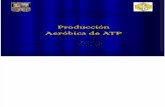Produccion Aerobica Del ATP III