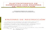 Enzimas de Restriccion y Electroforesis Gbm 2012
