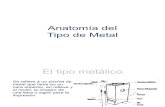 Anatomía del tipo metálico