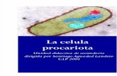 U. DIDACTICA CELULA PROCARIOTA CAP 2004