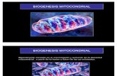Bio Genesis Mitocondrial e Insulin Ores is Ten CIA