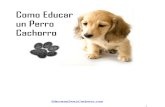 7 Claves para Educar un Perro Cachorro