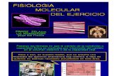 Fisiologia Molecular Del Ejercicio Presentacion