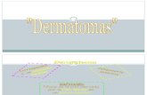 dermatomas y miotomas