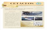 Guia Museo Historia Natural Ferrol- Cetaceos SGHN