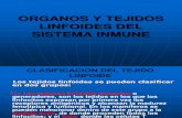 Organos y Tejidos Linfoides Del Sistema Inmune - Copia