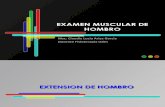 Diapositivas de Examen Muscular de Hombro