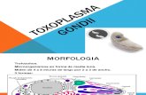 Toxoplasma Gondii (1)