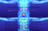 Gammagrafia Renal