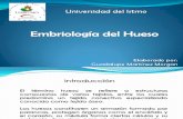 Embriologia Del Hueso..!