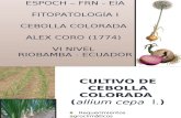 Cultivo de Cebolla Colorada1.Pptx Crono