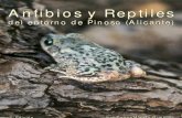 Anfibios y Reptiles de Pinoso