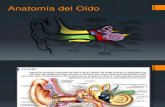 4 Anatomía del Oído