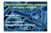 Bacterias quimiolitótrofas del hierro y azufre (presentacion)
