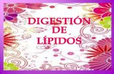 digestión de lípidos