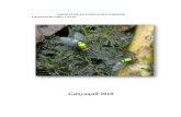 52876243 Manual de Entomologia Forense