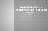 Biomembranas y Arquitectura Celular (Pptminimizer)