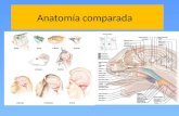 Anatomia Comparada 2012
