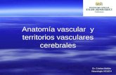 Anatomia Vascular y Territorios Vasculares Cerebrales (1)