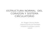 Estructura Normal Del Corazon y Sistema Circulatorio