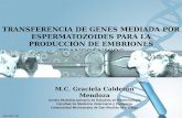 Transferencia de genes mediada por espermatozoides para la producción de embriones transgénicos
