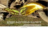 Contribución al conocimiento de las  mariposas Nymphalidae frugívoras parque nacional Montecristo, Santa Ana, El Salvador