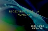Biosintesis de La Mureina