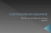 Cestodosis en Equinos
