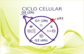 5ciclo Celular, Mitosis, Meiosis