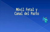 Movil Fetal II