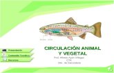 Circulacion Animal Vegetal (1)