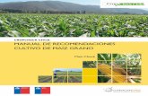 Manual de Recomendaciones Cultivo de Maiz Grano CropCheck