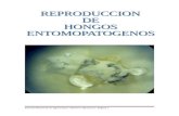 Pasos de reproducción de los hongos entomopatogenos