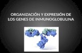 ORGANIZACIÓN Y EXPRESIÓN DE LOS GENES DE INMUNOGLOBULINA