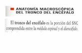 Anatomia Macroscopica Del Tronco Encefalico-1
