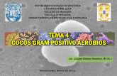 TEMA 4 Cocos Gram Positivo Aerobios 2012