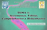 TEMA 7 Aeromonas Vibrio Campylobacter y Helicobacter