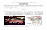 Apunte 01_anatomia Ginecologica