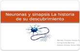 Neuronas Y Sinapsis La Historia de Su Descubrimiento