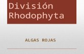 Divisi³n Rhodophyta