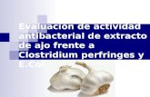 Evaluación de actividad antibacterial de ajo